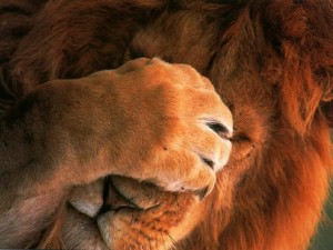 lionfacepalm